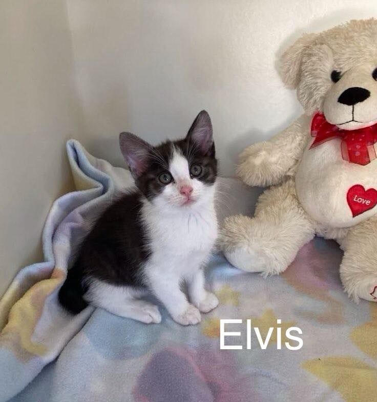 Elvis Elvis